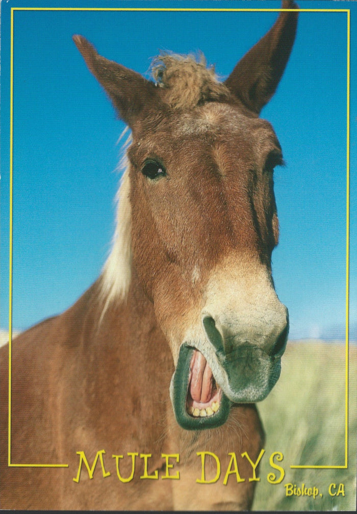 Bishop Mule Days Postcard-QTY=50