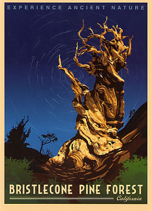 Bristlecone Retro Poster