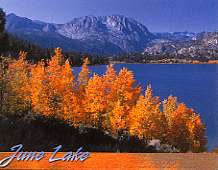 June Lake Trees Magnet