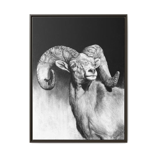"Bighorn" Framed Canvas