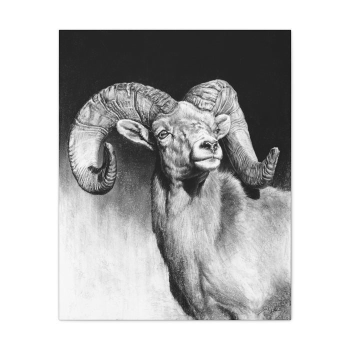 "Bighorn" Stretched Canvas