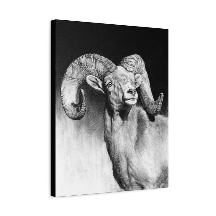 "Bighorn" Stretched Canvas