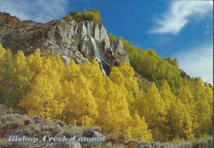 Bishop Fall Tress Postcard-QTY=50