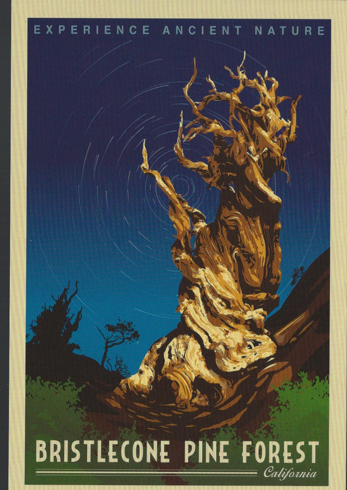 Bristlecone Retro Postcard-QTY=50