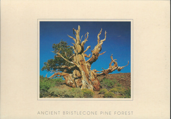 Bristlecone Tree Postcard-QTY=50
