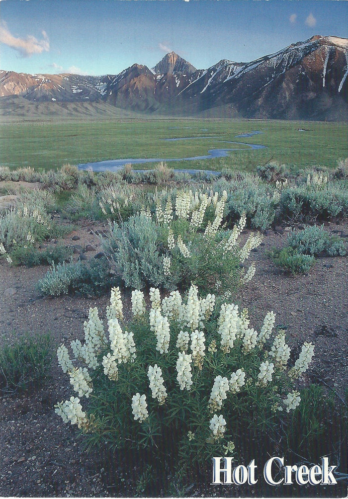 Hot Creek Postcard-QTY=50