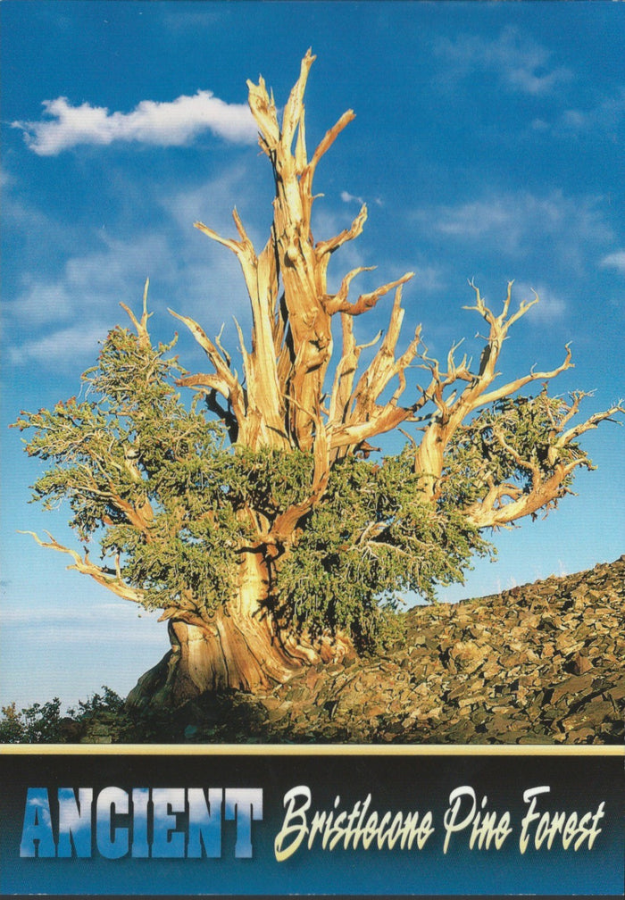 Majestic Bristlecone Postcard-QTY=50