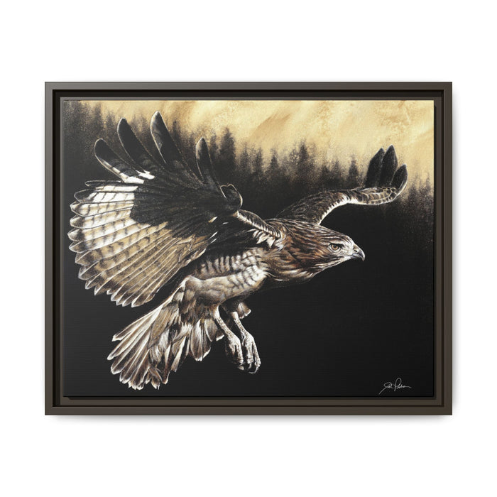 "Red Tailed Hawk" Framed Canvas