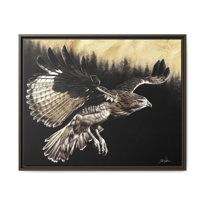 "Red Tailed Hawk" Framed Canvas