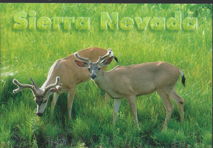 Sierra Nevada Deer Postcard